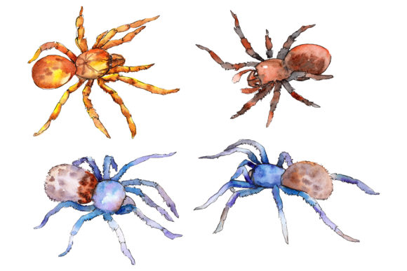 Animal World Tarantula Watercolor: Bold Graphic Clipart