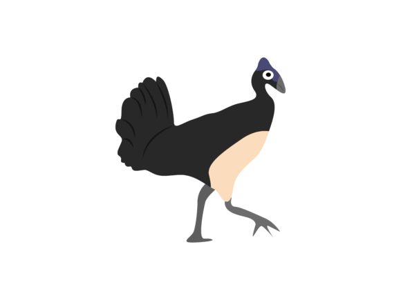 Casuarius Bird Walking Animal: Bold Visuals for Modern Projects