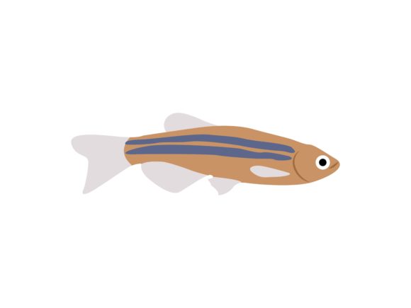 The Sardine Fish Animal: A Fresh Take on Aquatic Design