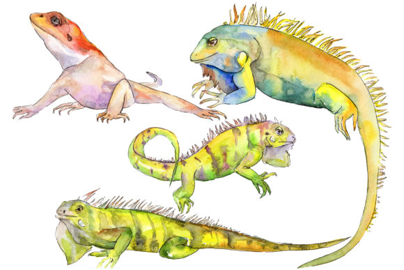Unleashing Vibrant Design: The Animal Iguaana Watercolor Collection