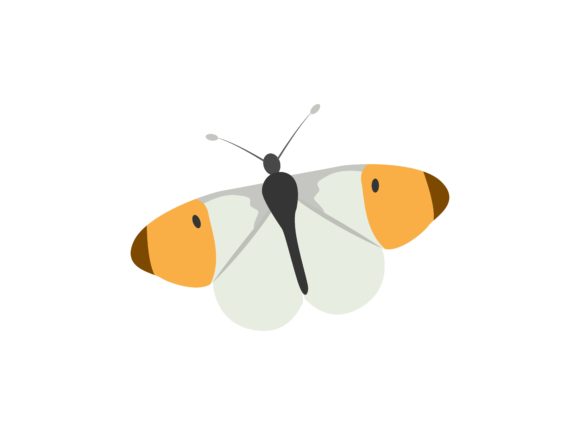Unveiling the H. Misippus Butterfly Animal: A Designer’s Guide